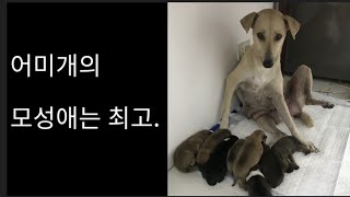 [필리핀정착기] 모성애가 강한 어미개의 마음이 너무 예쁨