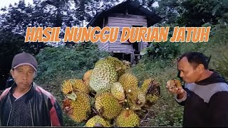 HASIL NUNGGU DURIAN SEMALAMAN DI GUNUNG PASAMAN