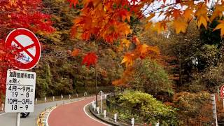 奥多摩周遊道路の紅葉・11月11日