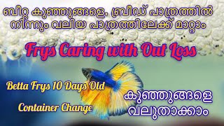 ഫൈറ്റർ കുഞ്ഞുങ്ങളെ എങ്ങനെ വലുതാക്കി എടുക്കാം..!!