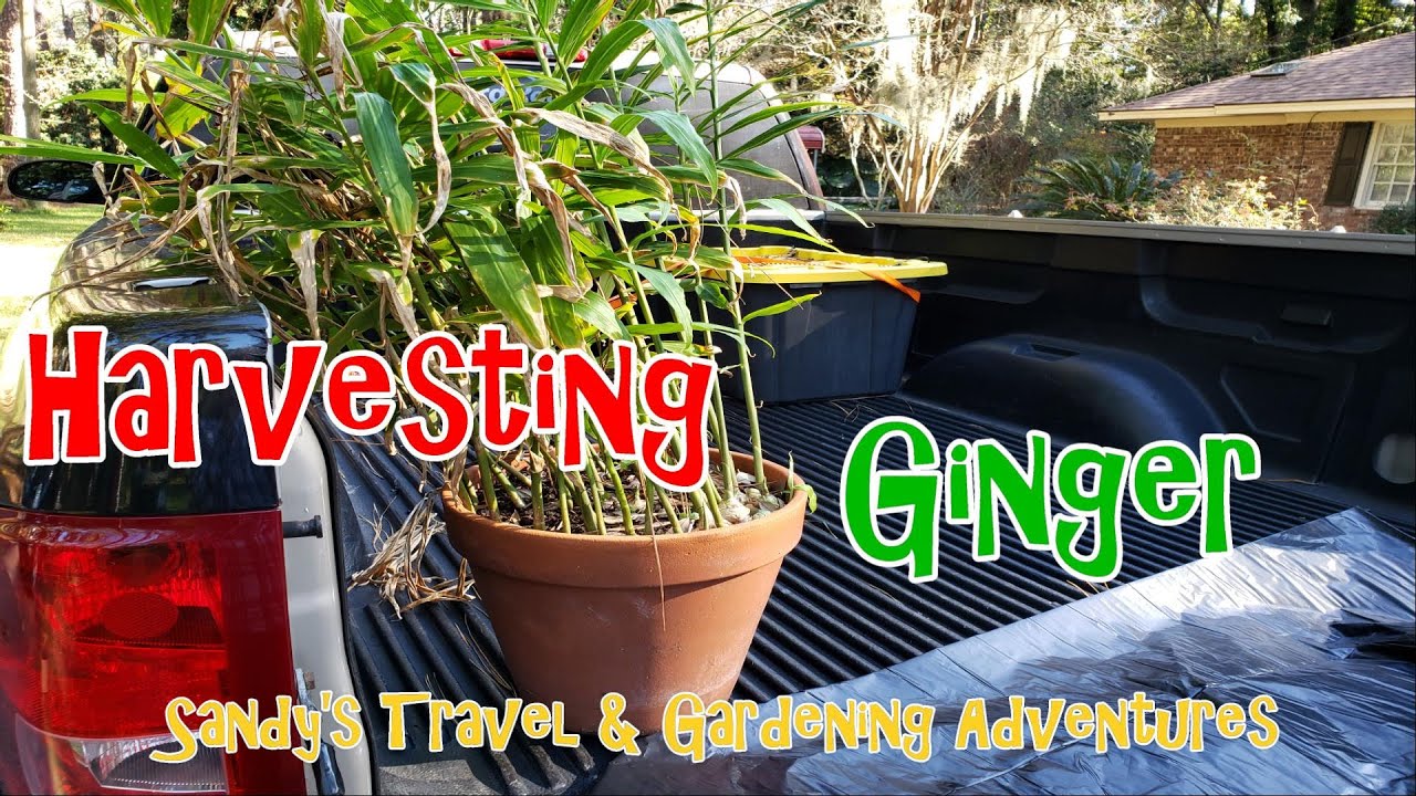 Harvesting Ginger Youtube