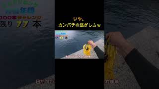 独特な魚のリリース方法ｗ#shorts #釣り #ショアジギング