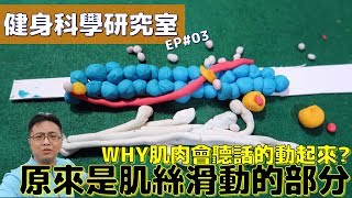 肌肉原來是這樣動起來 | 肌絲滑動學說 | 搞笑黏土模型 | 健身科學研究室#03