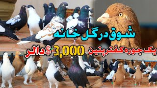 شوق در گلخانه- از هر چمن گلی | زحمت پنجا سال شوق | Afghan Pigeons || fancy pigeons collection Kabul