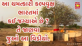 આ ચમત્કારી કલ્પવૃક્ષ ભારતમાં કઈ જગ્યાએ છે ? તે જાણવા જુઓ આ વિડીયો. Kantilal Vadhiyari