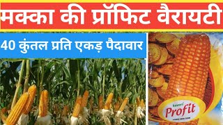 कावेरी सीड्स की मक्का की प्रॉफिट वैरायटी। Kaveri Seeds Maize Profit Variety।Maize Farming।