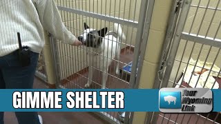 Appreciating Cheyenne Animal Shelters