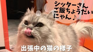 出張中の猫の様子