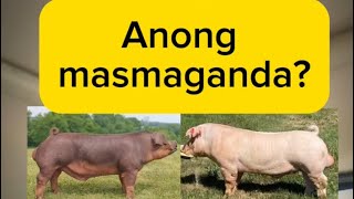 Red o White Duroc?-Alamin