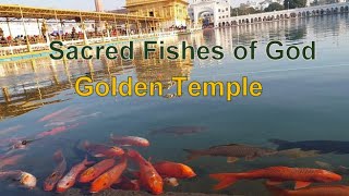 Golden temple fishes | Fishes of God | Koi fish