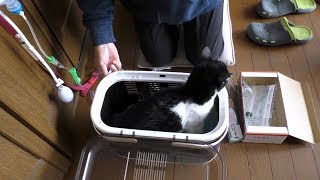 【地域猫・保護猫】我が家のぬくもり、厳しい治療にも頑張るナナ姫。～隠し砦の三キジトラ～【魚くれくれ野良猫製作委員会】