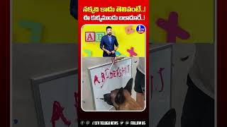 ఈ కుక్క టాలెంట్ ముందు అన్ని జుజుబీ 🤩..! | Dog Writing English Alphabets  | 1TV NEWS | #dog #talent