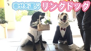 愛犬と一緒に結婚式を！大役を任されたワンコ