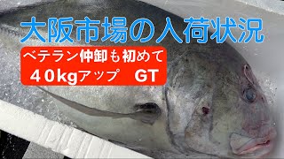 【中央市場】「アジ類で最大種のＧＴことロウニンアジ入荷！迫力満点」Powerful Presence: Over 40kg Giant horse mackerel!