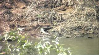 Croc entering water.m4v