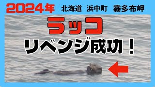 ラッコ　2024年　北海道  浜中町　霧多布岬   リベンジ成功【６０代で始めたYouTube】【第８話】