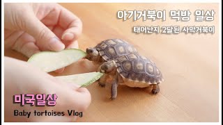 SUB] Baby tortoises Vlog in LA🐢🐢 엘에이사는 아기거북이들의 먹방일상 브이로그 🌞🌈태어난지 2달 된 사막거북이, 애완거북이, 반려거북이, 육지거북이