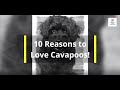 10 Facts that will make you love Cavapoos!