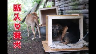 新入りの犬が来たので紹介します