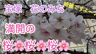 【満開の桜】「宝塚　花のみち」の美しい桜の風景をお届けしま～す♪（宝塚の漢方薬局トーユーファーマシー）