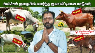 மடி நோய் பற்றிய விழிப்புணர்வு - கட்டாயம் தெரிஞ்சுக்கோங்க #cow #farming