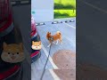 funniest animals 分享给有趣的朋友叭 fun with cats and dogs 2023 lovely pets 宠物 萌宠