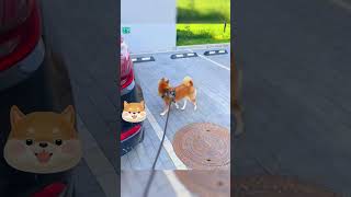 Funniest Animals 分享给有趣的朋友叭 / Fun with Cats and Dogs 2023 #lovely #pets #宠物 #萌宠