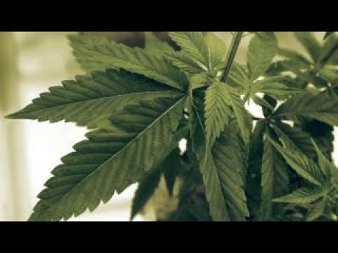 Trump suggests he'll end federal ban on marijuana Trump suggests he'll end federal ban on marijuana