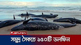 অস্ট্রেলিয়ার সমুদ্র সৈকতে আটকা পড়লো ১৫০টি ডলফিন | killer whale | Jamuna TV