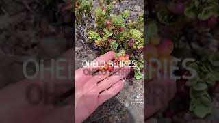 Ohelo berries