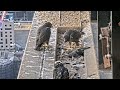 Falcon babies self feeding one by one | 367 Collins Falcons | Nov 10, 2024