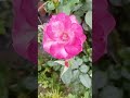 beautiful big roses rose roseflower ytshorts shorts flowers garden