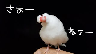 【首をかしげる仕草がかわいい文鳥】さえずりや鳴き声もいいですが、仕草もかわいいものですね ‘’Java sparrow‘’‘’gelatik jawa‘’‘’문조‘’