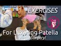 Exercises to Help Avoid Surgery for Luxating Patellas in Dogs