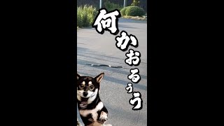 デカい蛇に遭遇した柴犬