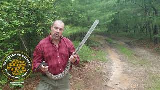 Rattlesnakes: What does it mean to be ovoviviparous?