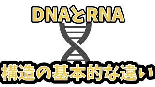 DNA,RNAの構造の基本的な違いを解説！【生体構成成分】