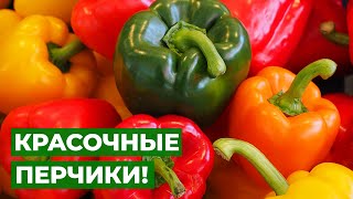 Новый ЭТАП В РАЗВИТИИ ПЕРЦА | пикировка рассады перца