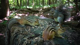 Forest Chipmunks and Squirrels - August 27, 2020