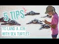 5 TIPS to WORK with SEA TURTLES (from a sea turtle biologist)!!