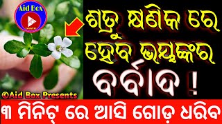 ଶତ୍ରୁ କୁ କ୍ଷଣିକ ରେ କରେ ବର୍ବାଦ | Satru Vashikaran | Powerful Plant | Tantra Mantra Tips Odia