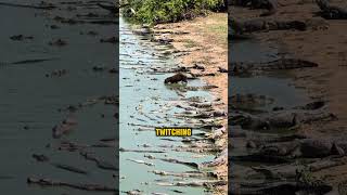 Capybara with crocodiles