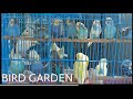 Bird Garden|| MAJ ADVENTURE VLOG