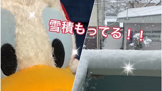 【大雪】ドナルドが雪で遊びたいみたいです！