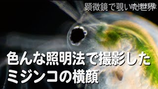 色んな照明方法で撮影したミジンコ(Daphnia pulex)　【淡水のプランクトン】