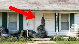 Live Snake Enter House | This Man Woke Up Inside The Snake |  Bs facts