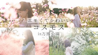 ［万博公園］エモくてかわいいコスモス🌸 技術とかなくてもめっちゃ感じに撮れました📷［4K］