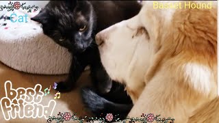 まだ暖まりたい！と寄り添い休息仲良し　緑内障バセットハウンド犬と猫Glaucoma Basset Hound and Cat