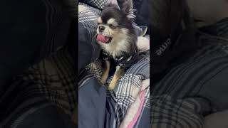 【チワワ】起こされる犬#shorts #犬