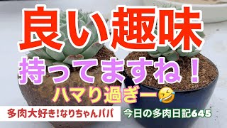 【多肉植物】【ガーデニング】ハマり過ぎ注意⁉️    多肉大好き！なりちゃんパパ　多肉奮闘記その645